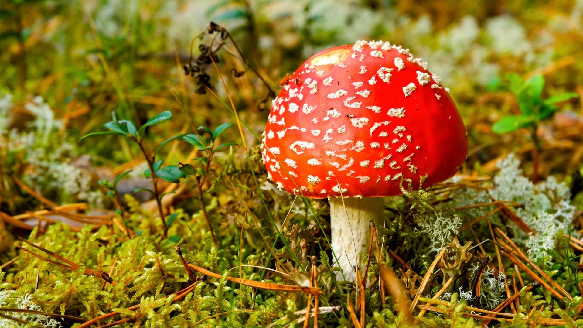 Bleeding Tooth Fungus
