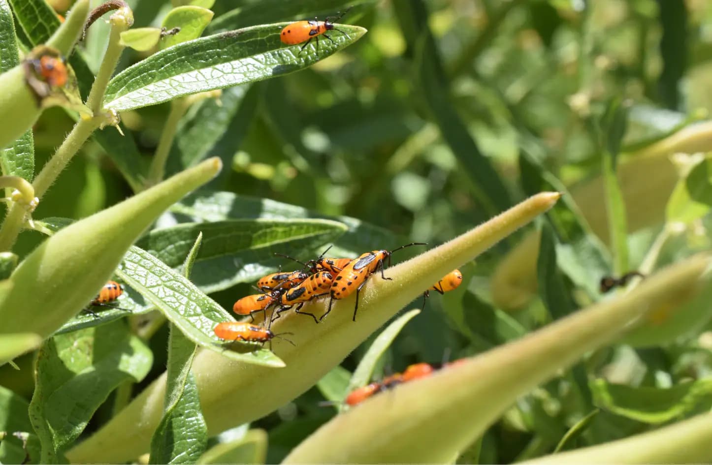 The Evolutionary Arms Race: Predators vs Prey