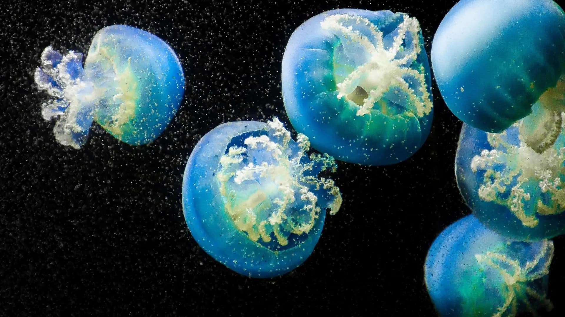 The Immortal Jellyfish: Aging Backward